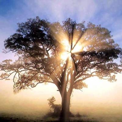 Timeline: Mi Vida (Rosa Jimenez)