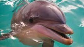 Timeline: Marine Biology