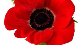 Timeline: Australia WWI