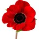 Poppy image