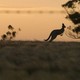 Canguro en australia