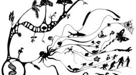 Timeline: History of Evolution