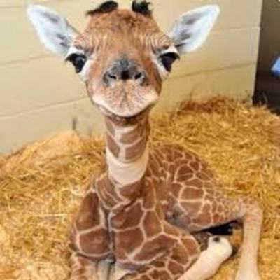 Timeline: Azul Macfarlane y Delfina Deandrea