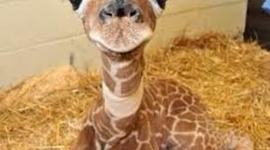 Timeline: Azul Macfarlane y Delfina Deandrea