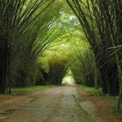 Timeline: Historia de los Ecosistemas