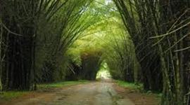 Timeline: Historia de los Ecosistemas