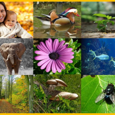 Timeline: sucesos en la historia de los ecosistemas