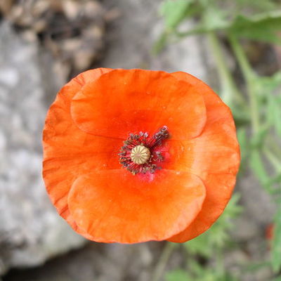 Timeline: Sample Timetoast Timeline