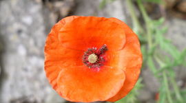 Timeline: Sample Timetoast Timeline