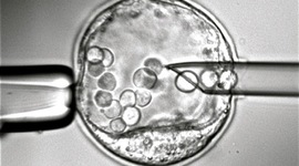 Timeline: History of Genetic Engineering