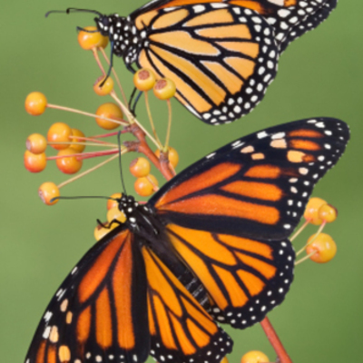Timeline: Life Cycle of a Monarch Butterfly