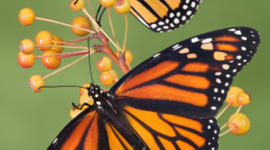 Timeline: Life Cycle of a Monarch Butterfly