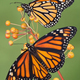 Butterfly30