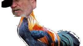 Timeline: Rooster Timeline