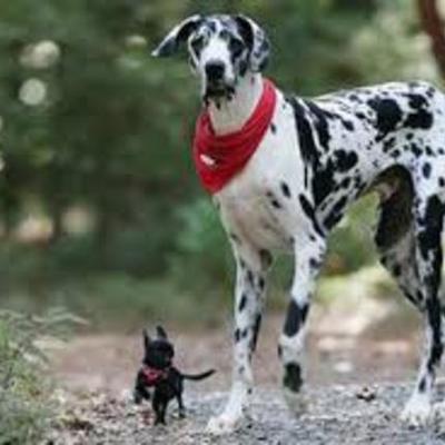 Timeline: un fiel amigo GIGANTE