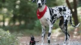 Timeline: un fiel amigo GIGANTE