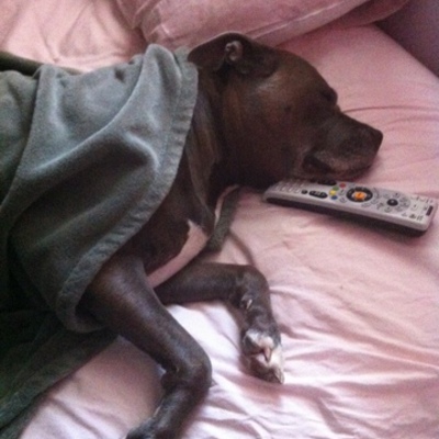 Timeline: My growing passion for the breed