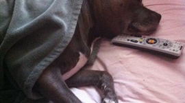 Timeline: The History of the Underdog and Myself