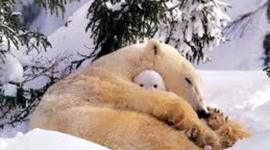 Timeline: Evolucion de los Ecosistema