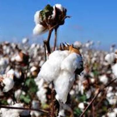 Timeline: Cajas de Cartón--Shea Marcinski