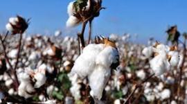 Timeline: Cajas de Cartón--Shea Marcinski