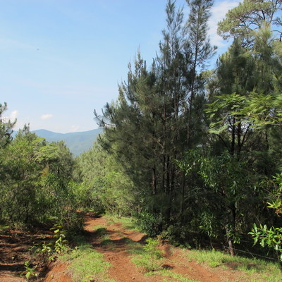 Timeline: Proyecto de Reforestación