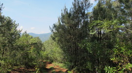 Timeline: Proyecto de Reforestación