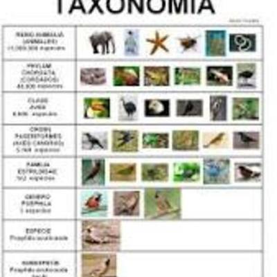 Timeline: HISTORIA DEL DESARROLLO DE LA TOXONOMÍA COMO CIENCIA