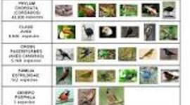 Timeline: HISTORIA DEL DESARROLLO DE LA TOXONOMÍA COMO CIENCIA