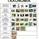Taxonomía
