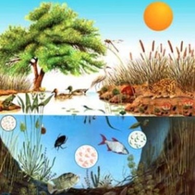 Timeline: EL CONCEPTO DE ECOSISTEMA.