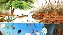 Timeline: EL CONCEPTO DE ECOSISTEMA.