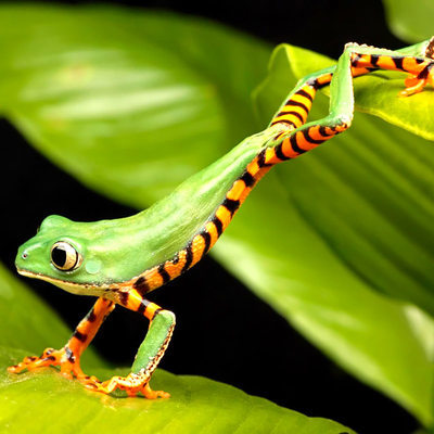 Timeline: La Vida de Oliver