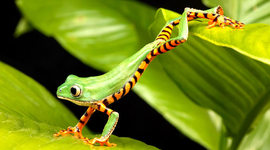 Timeline: La Vida de Oliver