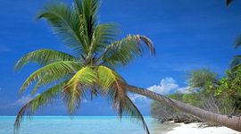 Timeline: Tropicopia's History