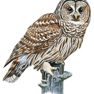 Timeline: Adrian Akin - Career