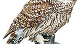 Timeline: Adrian Akin - Career