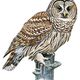 Barred owl