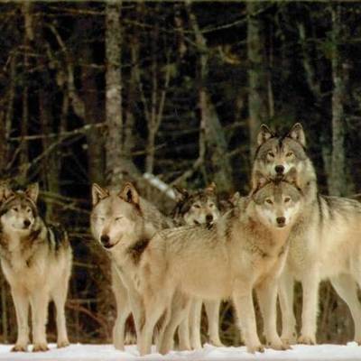 Timeline: The interlopers