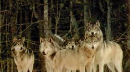 Timeline: The interlopers