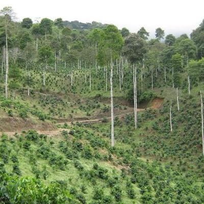 Timeline: HISTORIA DE LA AGROFORESTERIA