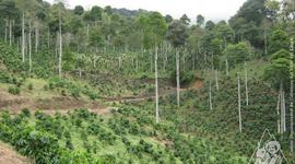 Timeline: HISTORIA DE LA AGROFORESTERIA