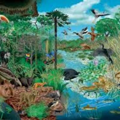 Timeline: Historia del Concepto Ecosistemas en Ecologia