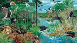 Timeline: Historia del Concepto Ecosistemas en Ecologia