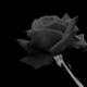 Black rose