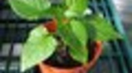 Timeline: Life Cycle of a Plant