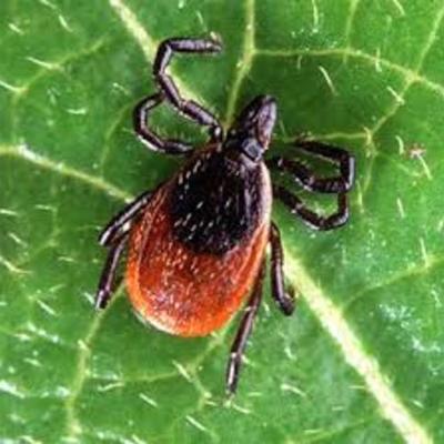 Timeline: The History of the Lyme Vaccine