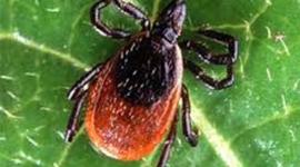 Timeline: The History of the Lyme Vaccine