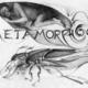 Metamorfosis