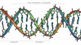 Timeline: Los principales descubrimientos del ADN